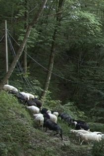 The New Wild: Life in the Abandoned Lands