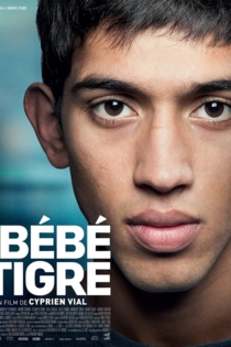 Bébé Tigre