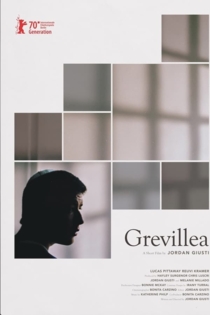 Grevillea