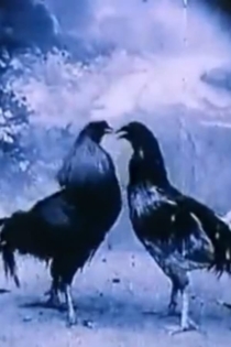Animali Criminali