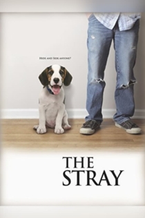 The Stray