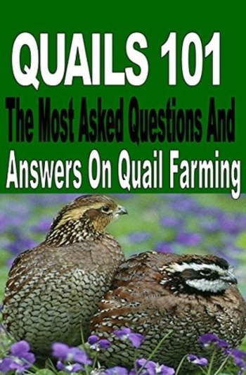 Quails 101: The Most Asked Questions And Answers On Quail Farming