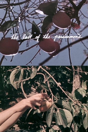 The Last of the Persimmons