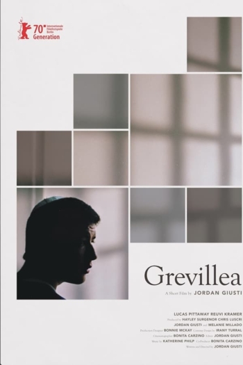 Grevillea