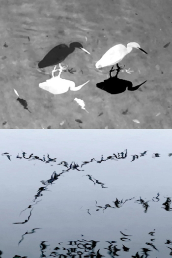 Animal Studies (Egret / Seagull Reflection / Midges / Spider / Swans in a Line)