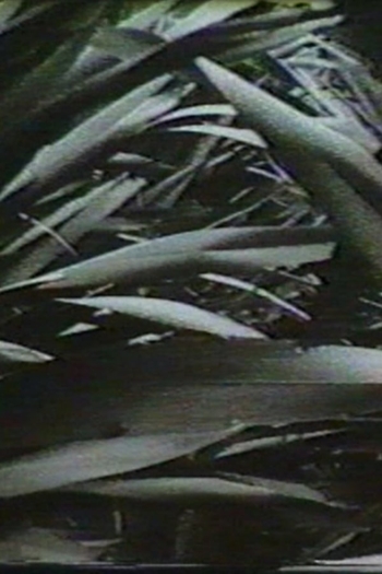 Sensation '77: Mimicry