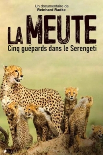 La Meute Cinq guépards dans le Serengeti