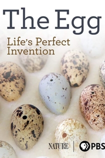 The Egg: Life’s Perfect Invention