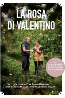 La rosa di Valentino