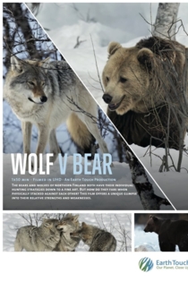 Wolf vs Bear