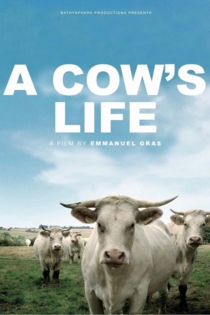 Жизнь коров