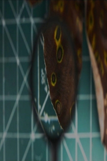 Cecrópia com Cercóspora