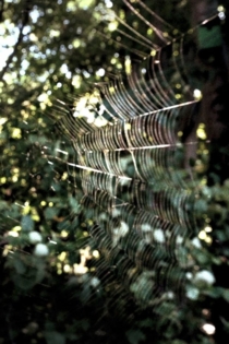 Quinta passeggiata. Quasi niente