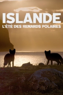 Islande, l’été Des Renards Polaires