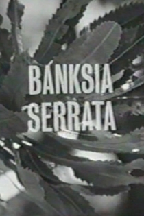 Banksia Serrata