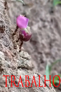 TRABALHO