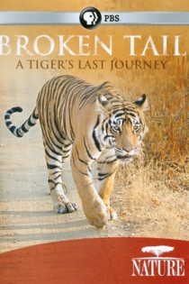 Nature: Broken Tail A Tiger's Last Journey