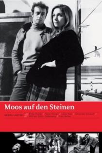 Moos auf den Steinen