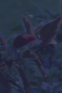 come wishes be horses