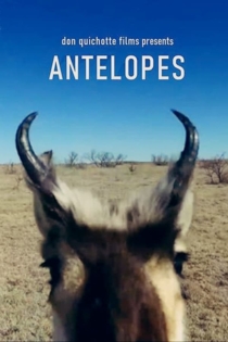 Les Antilopes