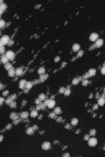 Paisaje con perro roto