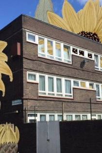 Paradise Field (Flowers and)