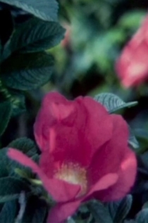 [desi're] - The Goldstein Reels