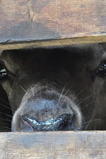 Сезон созревания пантов