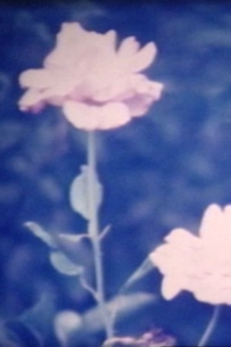 When the flower blooms