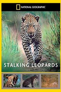 National Geographic: Stalking Leopards