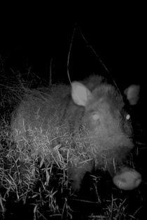Camera Trap