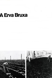 A Erva Bruxa