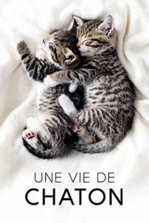 The Secret Life of Kittens