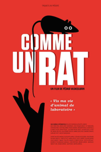 Comme un rat