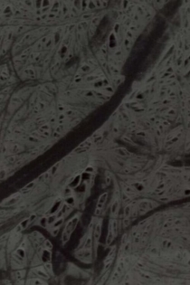 Ecosystem 6 ~ A Sort of Mycelium