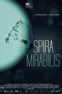 Spira Mirabilis