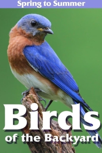 Birds of the Backyard: Spring in to Summer