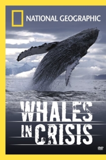 Whales in Crisis