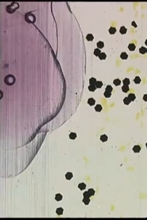 Made from Job's Tears