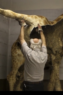 Palimpsest of the Africa Museum