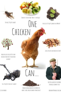 Permaculture Chickens