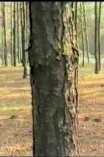 Taniec z drzewami