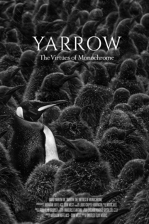 Yarrow: The Virtues of Monochrome