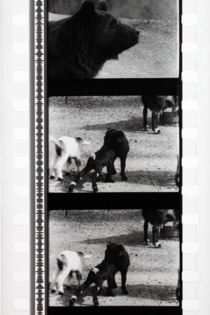 Tant qu'il y aura des bêtes