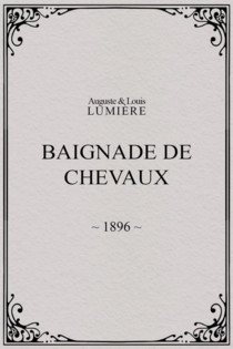 Baignade de chevaux