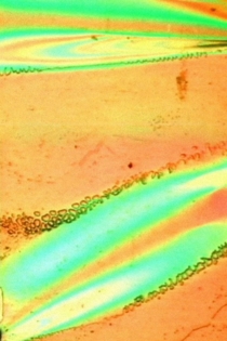 Gossamer Conglomerate