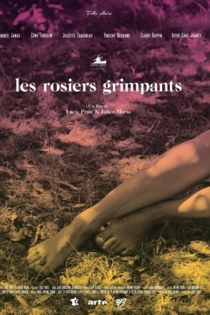 Les rosiers grimpants
