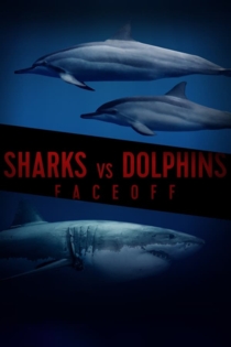 Sharks Vs Dolphins : Face Off