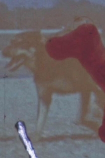 Vînătoarea de păsări