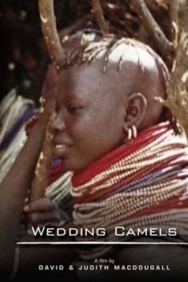 The Wedding Camels